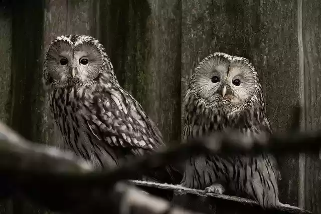 Free download owls birds perched animals free picture to be edited with GIMP free online image editor