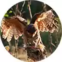 owls catch prey small lizard  screen for extension Chrome web store in OffiDocs Chromium
