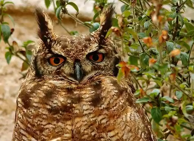 Free download Owl South Africa -  free photo or picture to be edited with GIMP online image editor