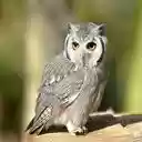 owl wallpaper  screen for extension Chrome web store in OffiDocs Chromium