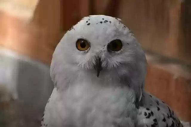 Free download Owl White Zoo -  free photo or picture to be edited with GIMP online image editor