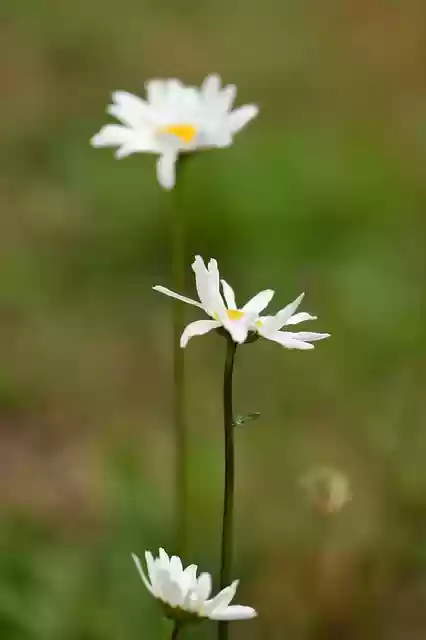 Free download ox eye daisy daisy flowers weed free picture to be edited with GIMP free online image editor