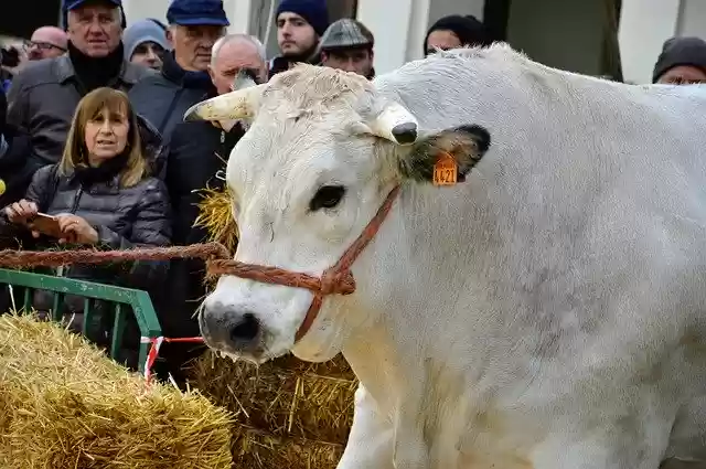 Free download Ox Fair Breeders -  free free photo or picture to be edited with GIMP online image editor