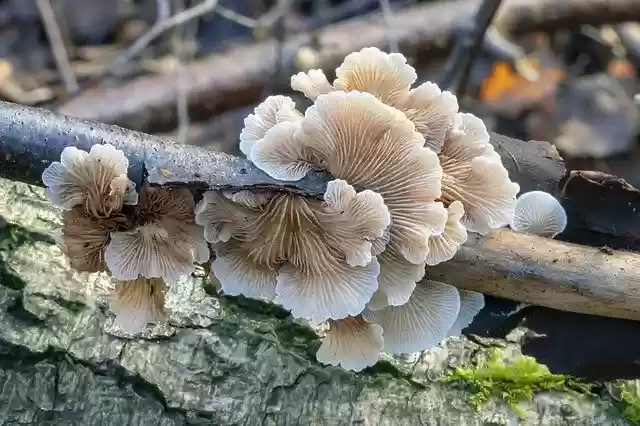 Free download Oysterling Fungi Mushroom -  free photo or picture to be edited with GIMP online image editor