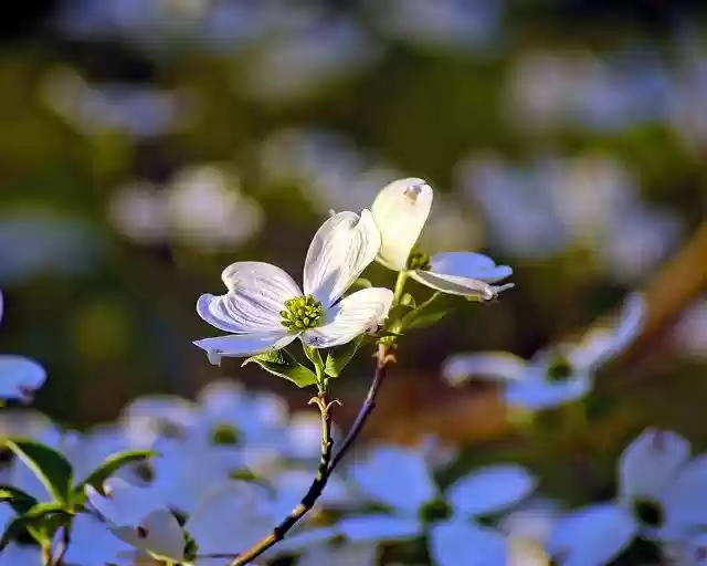 Free download Ozarks Dogwood Blossoms -  free photo or picture to be edited with GIMP online image editor