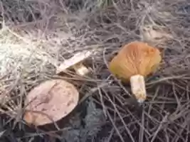 Free download P 1010606 free photo or picture to be edited with GIMP online image editor