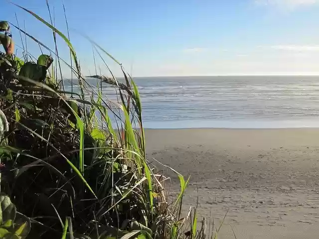 Free download Pacific Ocean Beach Grass -  free photo or picture to be edited with GIMP online image editor