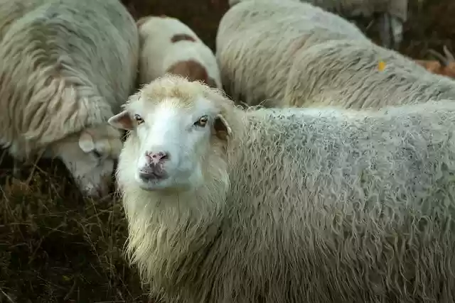 Free download pagan shepherd sheep livestock free picture to be edited with GIMP free online image editor
