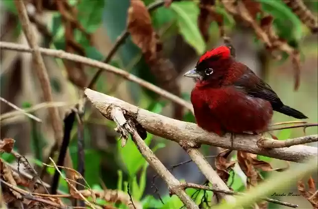 Free download Paige Winter Color -  free free photo or picture to be edited with GIMP online image editor