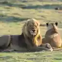 Pair of lions  screen for extension Chrome web store in OffiDocs Chromium