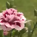 Pale pink flowers  screen for extension Chrome web store in OffiDocs Chromium