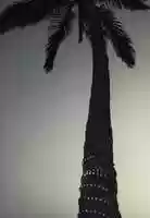 Free download Palmera. free photo or picture to be edited with GIMP online image editor