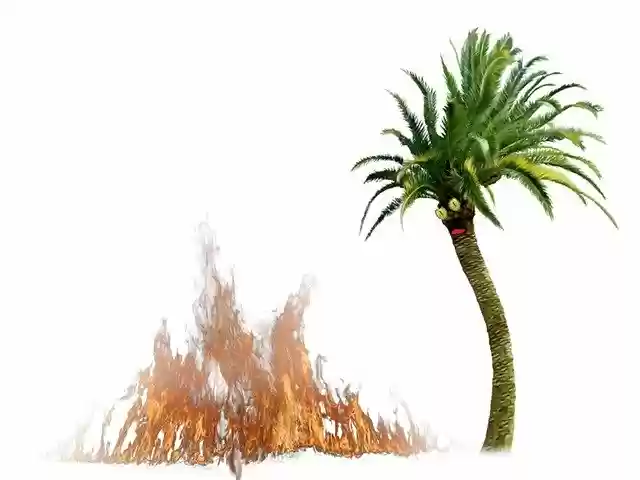 Free download Palm Funny Green -  free illustration to be edited with GIMP free online image editor