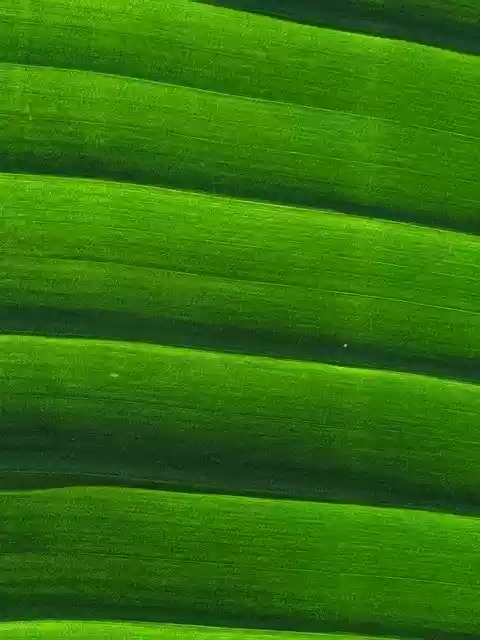 Free download Palm Green Fronds -  free photo or picture to be edited with GIMP online image editor