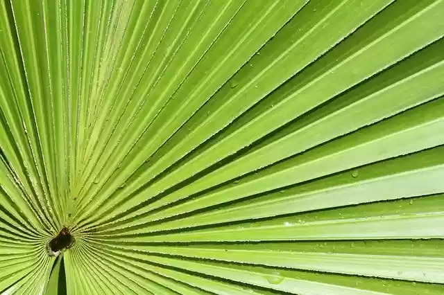 Free download Palm Leaf Foliage -  free photo or picture to be edited with GIMP online image editor