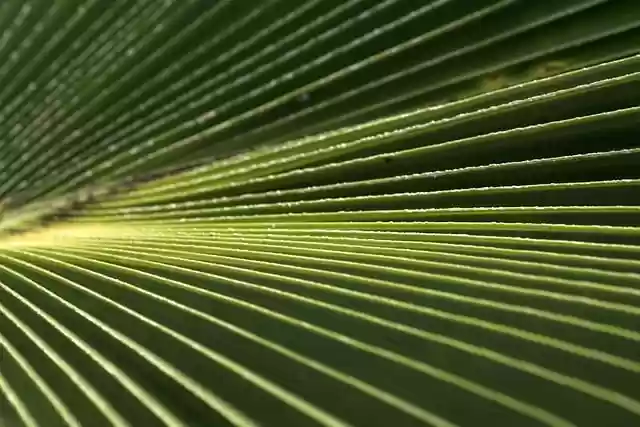 Free download palm leaf hd wallpaper folded leaf free picture to be edited with GIMP free online image editor