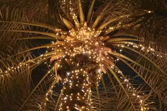 Free download Palm Light Life -  free photo or picture to be edited with GIMP online image editor