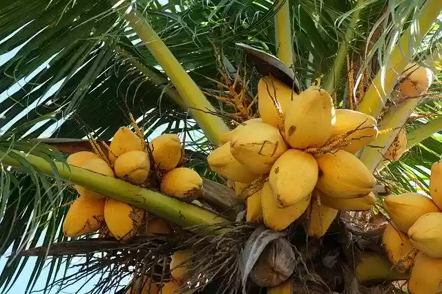 Free download Palm Nature Tropical -  free photo or picture to be edited with GIMP online image editor