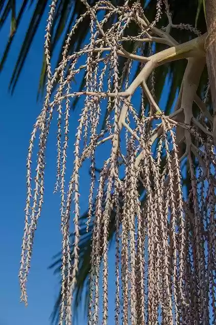 Free download Palm Seeds Fruit Bangalow -  free photo or picture to be edited with GIMP online image editor