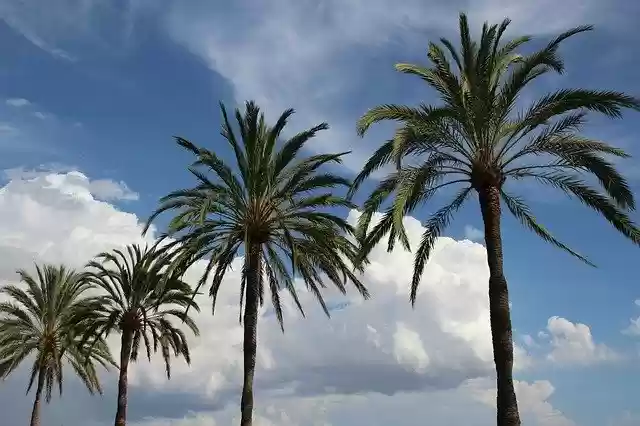 ดาวน์โหลดเทมเพลตรูปภาพฟรี Palm Sky Clouds ฟรีเพื่อแก้ไขด้วยโปรแกรมแก้ไขรูปภาพออนไลน์ GIMP