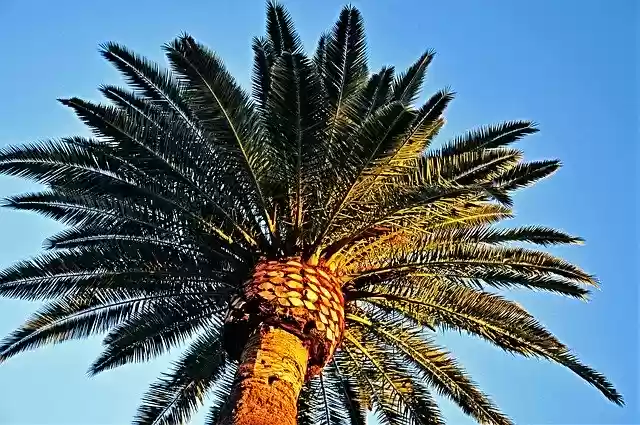 Free download Palm Tree -  free photo or picture to be edited with GIMP online image editor