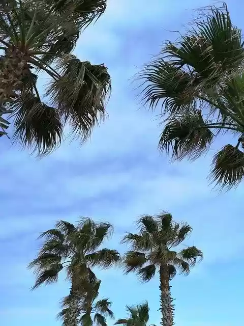 Free download Palm Tree Green -  free photo or picture to be edited with GIMP online image editor