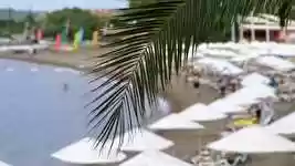 Free download Palm Tree Leaves -  free photo or picture to be edited with GIMP online image editor