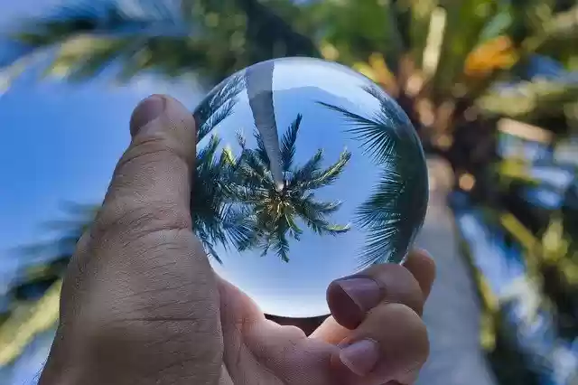 Free download Palm Tree Paradise Palms -  free photo or picture to be edited with GIMP online image editor