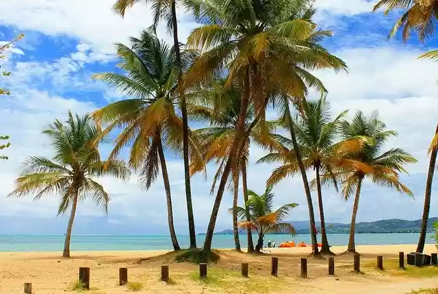 Free download Palm Trees Beach Island -  free free photo or picture to be edited with GIMP online image editor