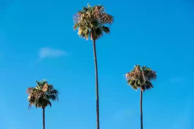 Free download Palm Trees Beach Sky -  free photo or picture to be edited with GIMP online image editor