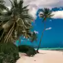 Palm Trees by the Seaside  screen for extension Chrome web store in OffiDocs Chromium