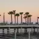 Palm trees on the bridge  screen for extension Chrome web store in OffiDocs Chromium