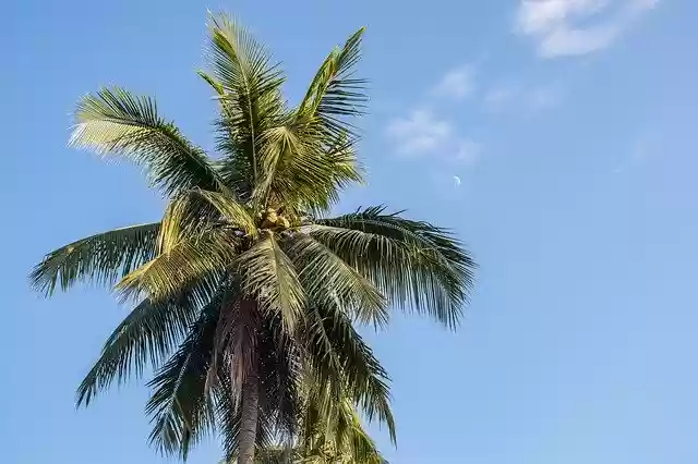 Free download Palm Trees Paradise Sky -  free photo or picture to be edited with GIMP online image editor