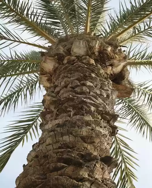 Free download Palm Tree Trunk -  free photo or picture to be edited with GIMP online image editor