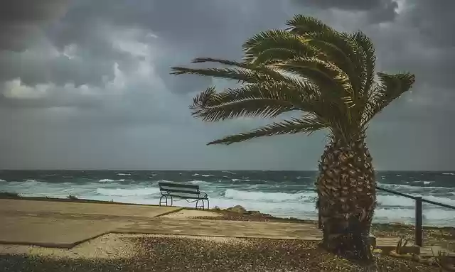 Muat turun percuma templat foto percuma Palm Tree Wind Windy untuk diedit dengan editor imej dalam talian GIMP