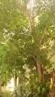 Free download PANAGAL TREES free photo or picture to be edited with GIMP online image editor