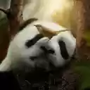 panda and bird  screen for extension Chrome web store in OffiDocs Chromium