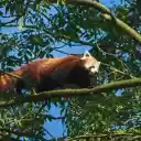 Panda blushes white  screen for extension Chrome web store in OffiDocs Chromium