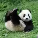 Panda Controls  screen for extension Chrome web store in OffiDocs Chromium