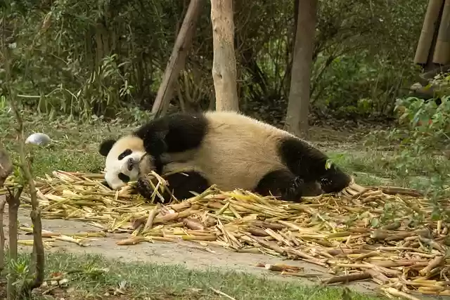 Бесплатно скачать панда лежа гигантская панда бесплатно изображение для редактирования с помощью бесплатного онлайн-редактора изображений GIMP
