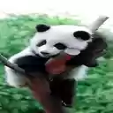 Panda lying on a tree wallpaper  screen for extension Chrome web store in OffiDocs Chromium
