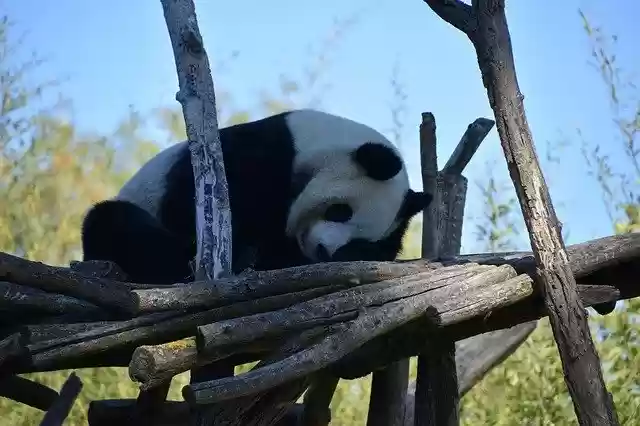 Gratis download Panda Nature Animal - gratis foto of afbeelding om te bewerken met GIMP online afbeeldingseditor