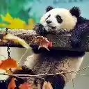 Panda Relaxing in Autumn  screen for extension Chrome web store in OffiDocs Chromium