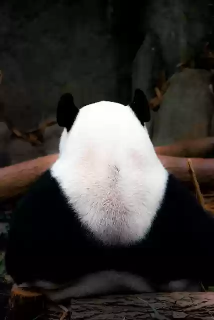 Free download panda singapore zoo back night free picture to be edited with GIMP free online image editor