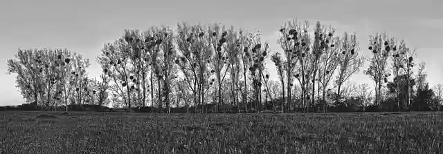 Free download panorama mistletoe landscape rural free picture to be edited with GIMP free online image editor