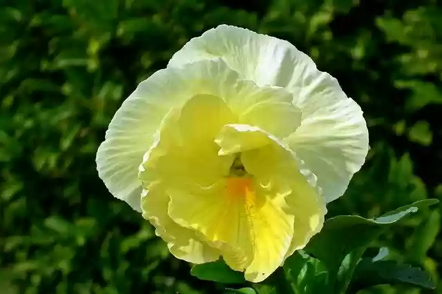 Free download Pansies Flowers Garden -  free free photo or picture to be edited with GIMP online image editor