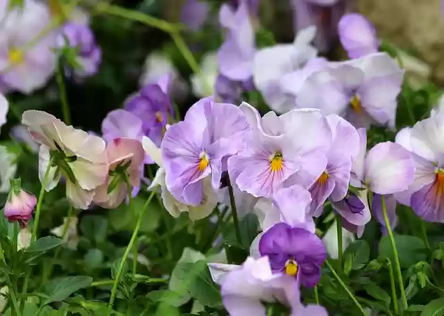 Free download pansies summer flowers flowers free picture to be edited with GIMP free online image editor