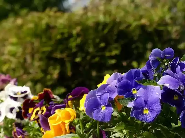 Free download Pansy Garden Flowers -  free photo or picture to be edited with GIMP online image editor