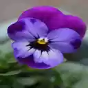 Pansy Wallpaper  screen for extension Chrome web store in OffiDocs Chromium