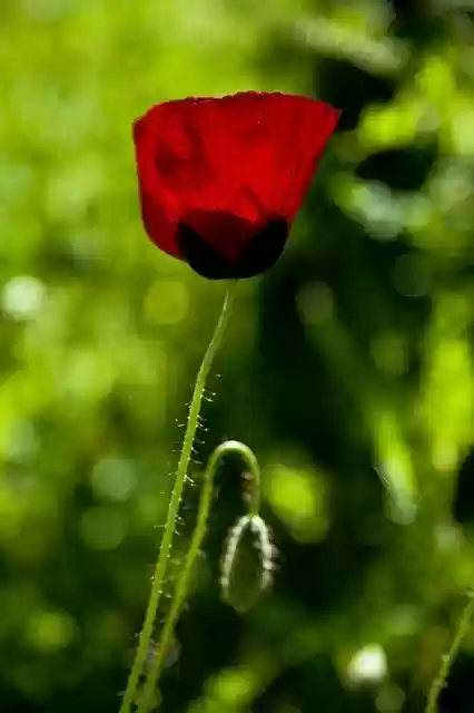 Free download Papaver Rhoeas Flower Nature -  free photo or picture to be edited with GIMP online image editor